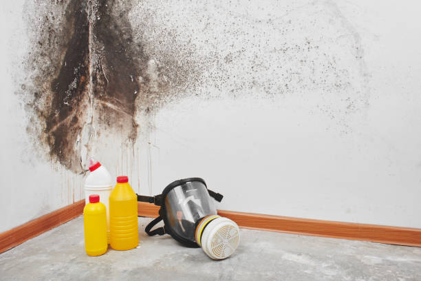 Best Attic Mold Remediation in Knoxville, TN