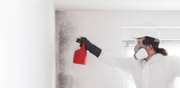 Professional Mold Remediation in Knoxville, TN